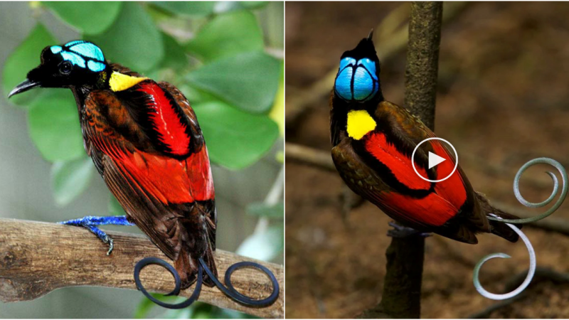 The Majestic Wilson’s Bird of Paradise: A Glimpse into Nature’s Astonishing Beauty