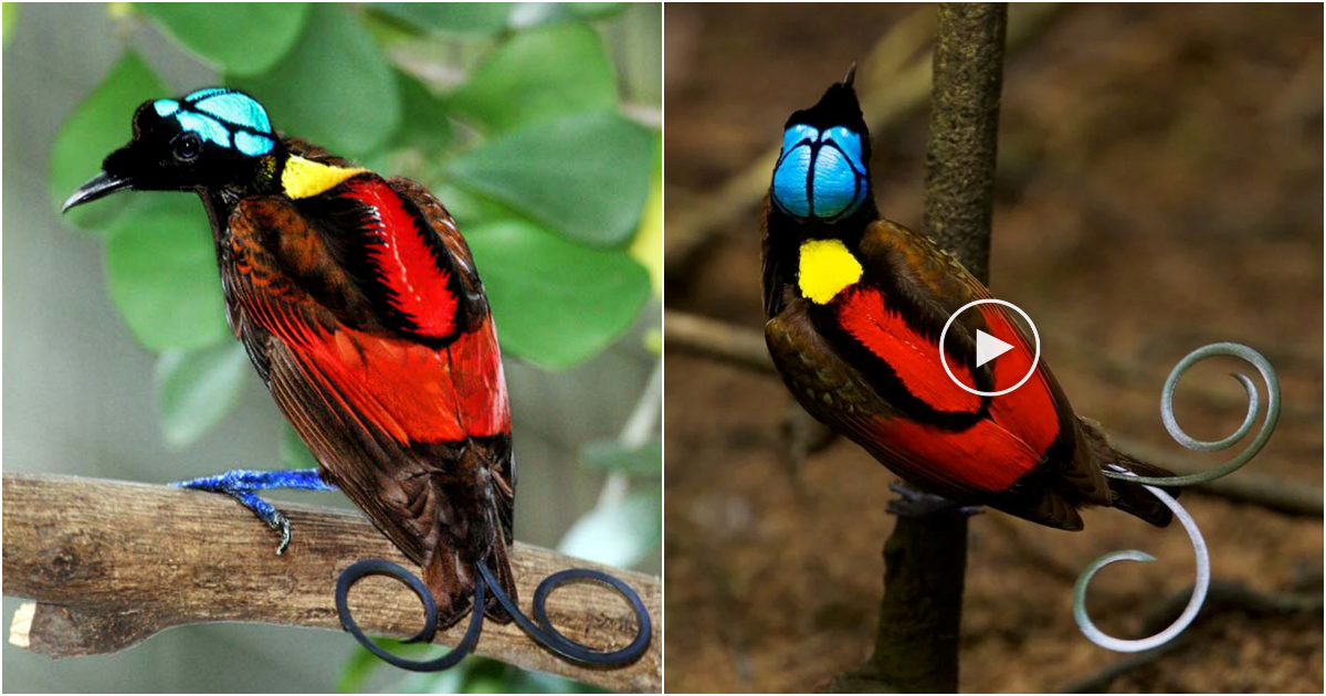 The Majestic Wilson’s Bird of Paradise: A Glimpse into Nature’s Astonishing Beauty