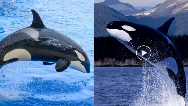 The Mighty Killer Whale: An Apex Predator of the Ocean