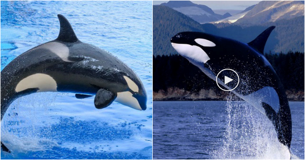 The Mighty Killer Whale: An Apex Predator of the Ocean