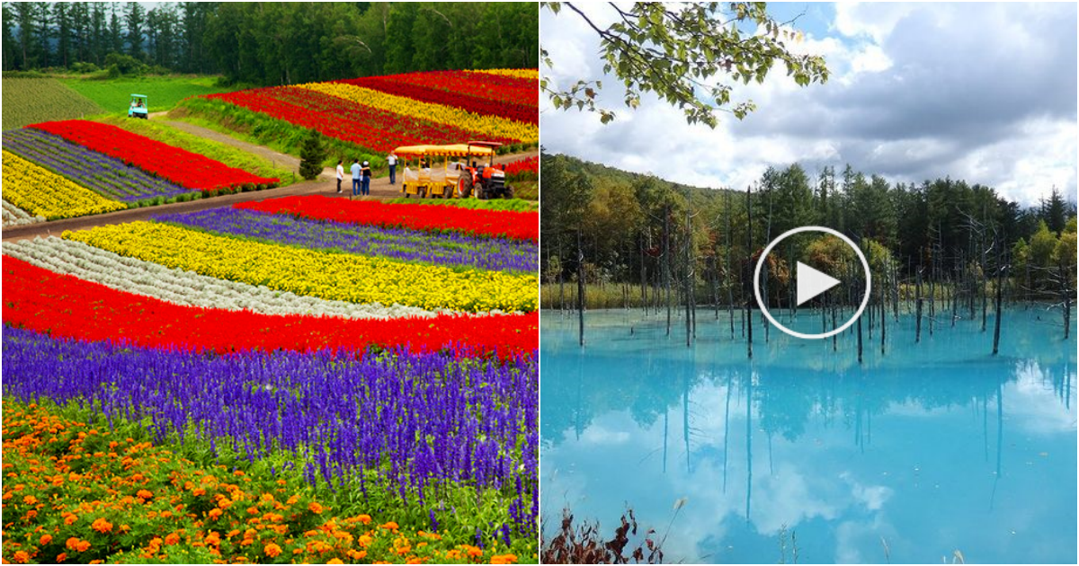 Explore the Captivating Beauty of Hokkaido: Must-Visit Destinations in Japan’s Northern Island