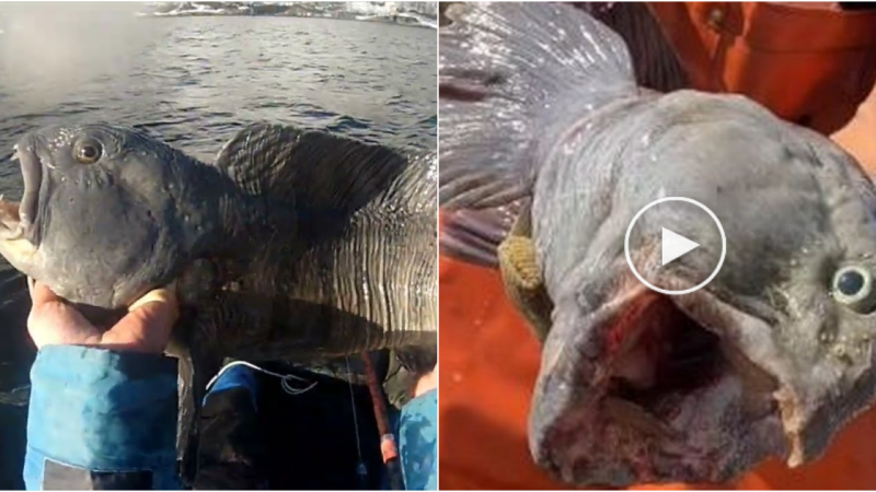 Fisherman Battles Monstrous Atlantic Wolf Fish: Watch as it Devours Everything in the Trap