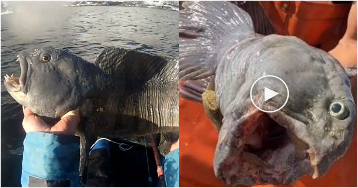 Fisherman Battles Monstrous Atlantic Wolf Fish: Watch as it Devours Everything in the Trap