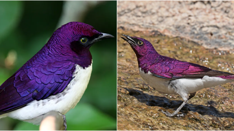 The Enchanting Beauty of the Purple-Backed Starling Dancing with Nature