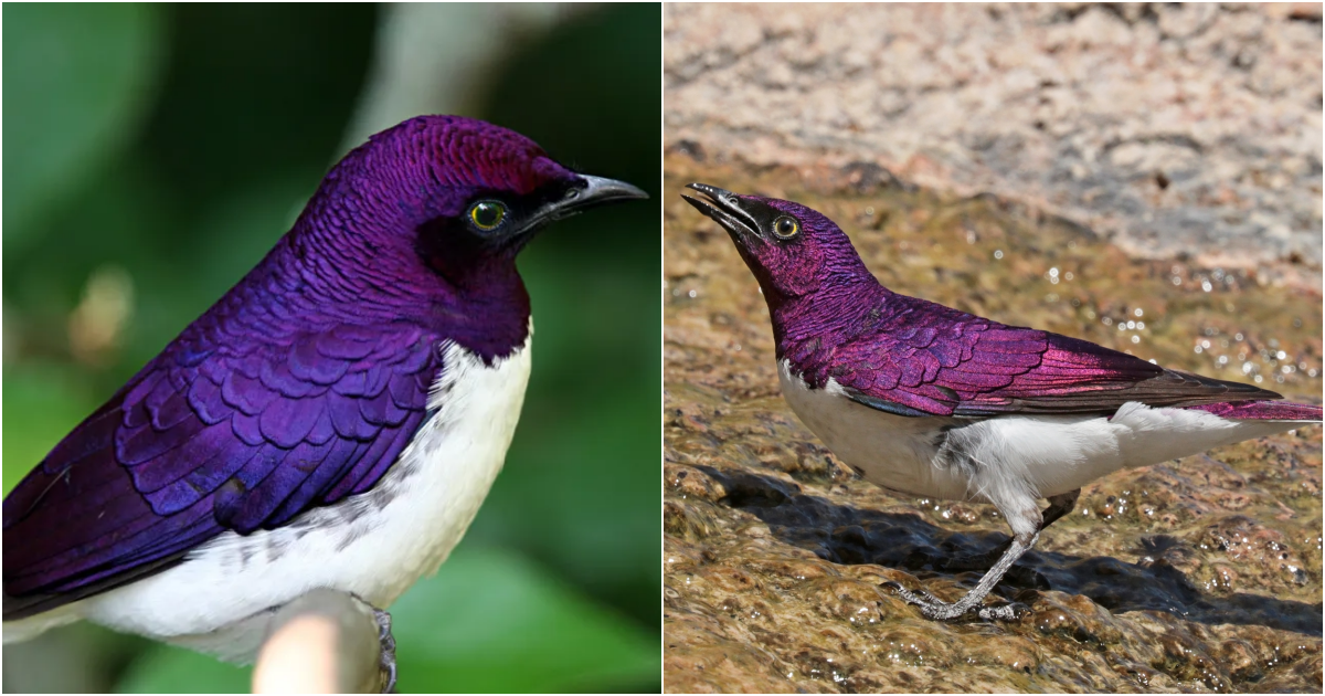 The Enchanting Beauty of the Purple-Backed Starling Dancing with Nature