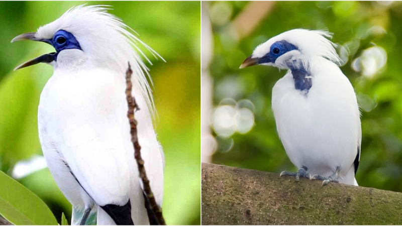 Rare Jewel of the Island: The Enchanting Bali Myna