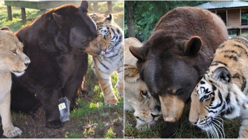 An Unlikely Trio: Lion, Tiger, and Bear Form an Incredible Friendship at an Animal Shelter