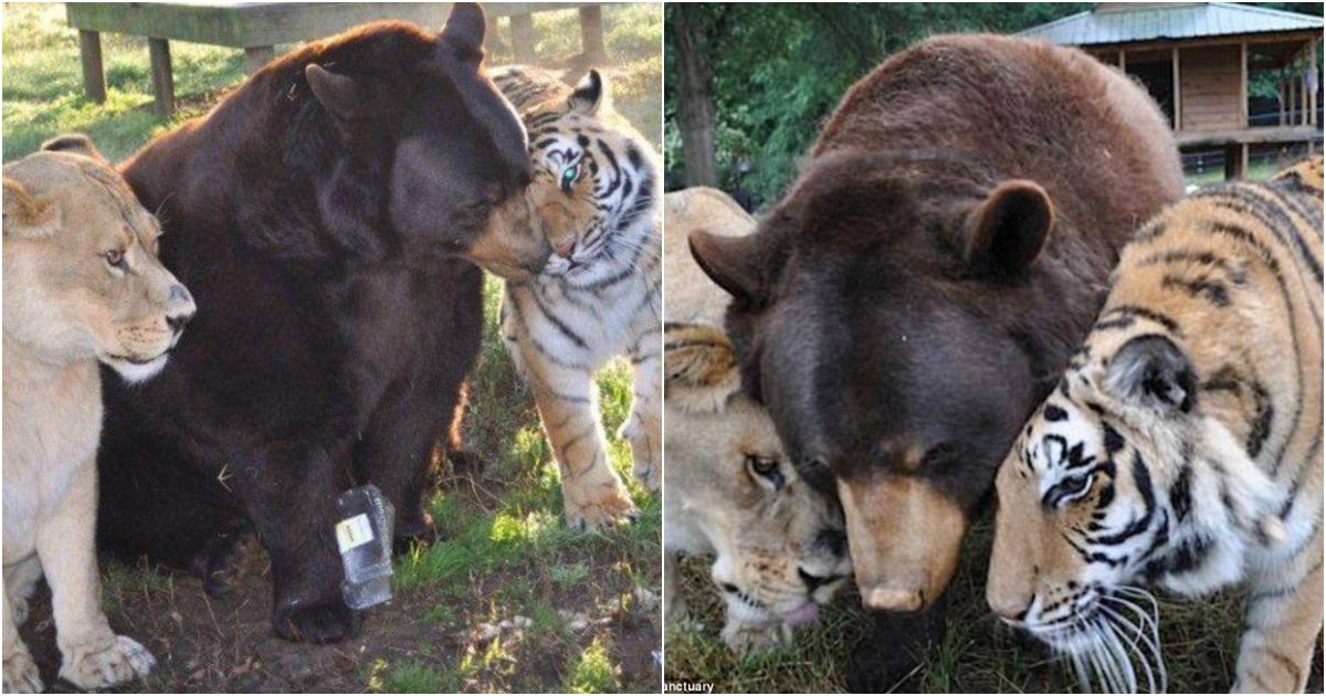 An Unlikely Trio: Lion, Tiger, and Bear Form an Incredible Friendship at an Animal Shelter