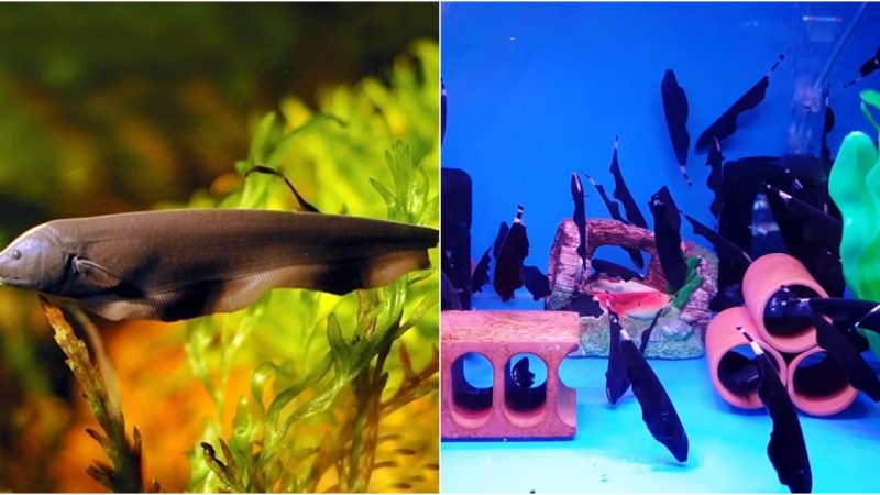 The Enigmatic Beauty of the Black Ghost KnifeFish: A Captivating Freshwater Species