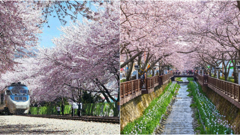 “Jinhae-gu: Where Cherry Blossoms Create a Captivating Wonderland”