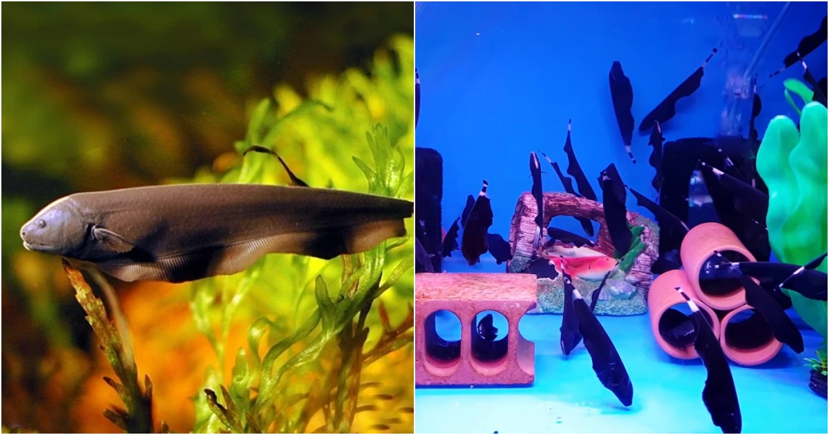 The Enigmatic Beauty of the Black Ghost KnifeFish: A Captivating Freshwater Species