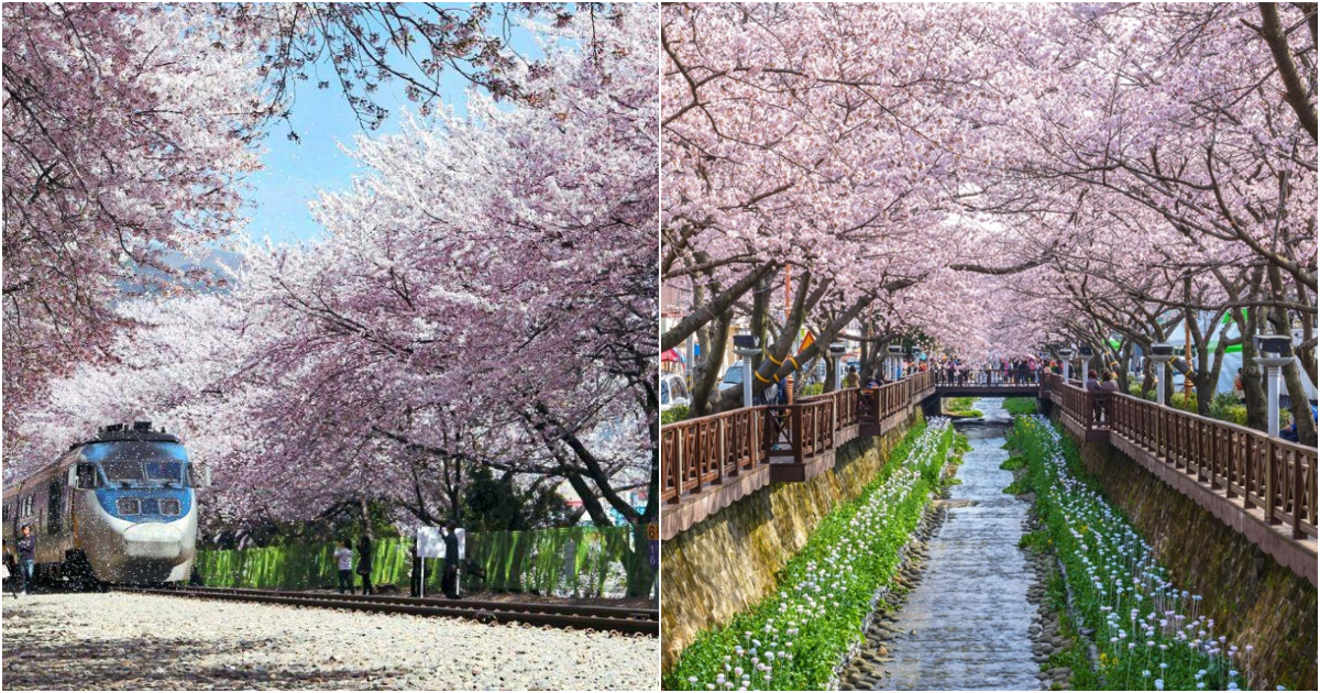 “Jinhae-gu: Where Cherry Blossoms Create a Captivating Wonderland”