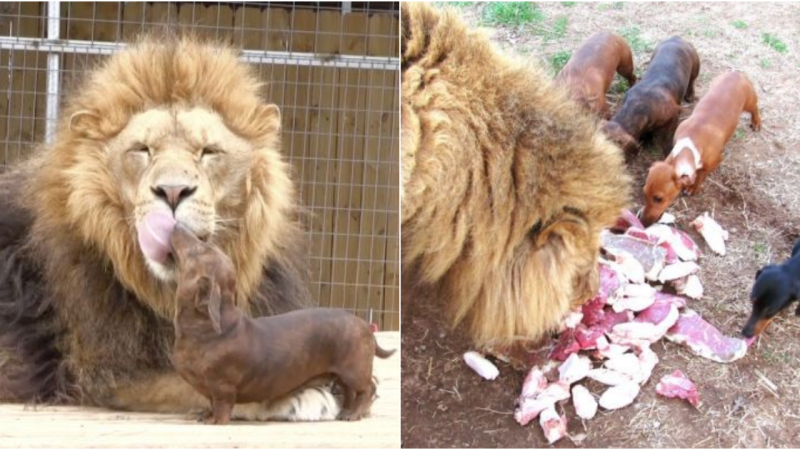 An Unbreakable Bond: The Remarkable Friendship Between a Lion and a Dog