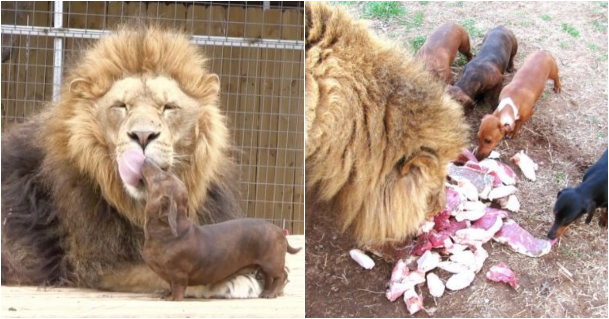 An Unbreakable Bond: The Remarkable Friendship Between a Lion and a Dog