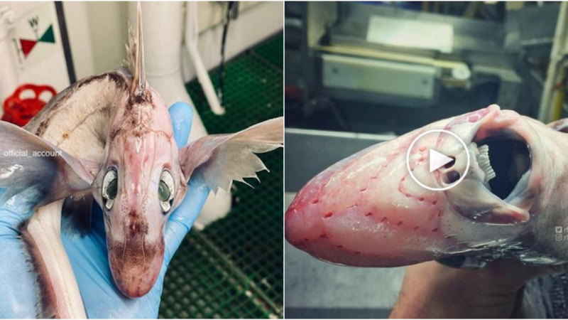 Fisher Discovers Mysterious ‘Baby Dragon’ Sea Creature in Norwegian Waters