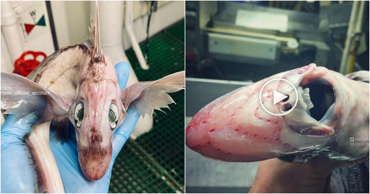 Fisher Discovers Mysterious ‘Baby Dragon’ Sea Creature in Norwegian Waters