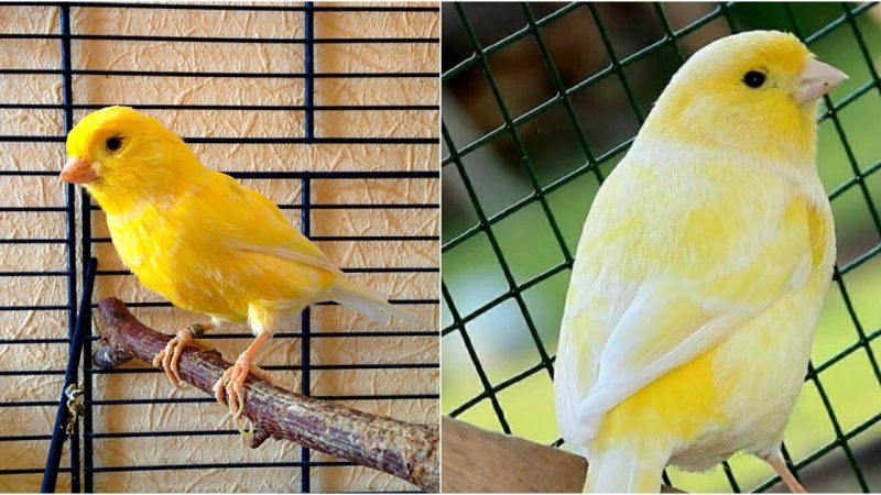 The Enchanting World of Canary Birds: Beauty, Melody, and Pet Delight