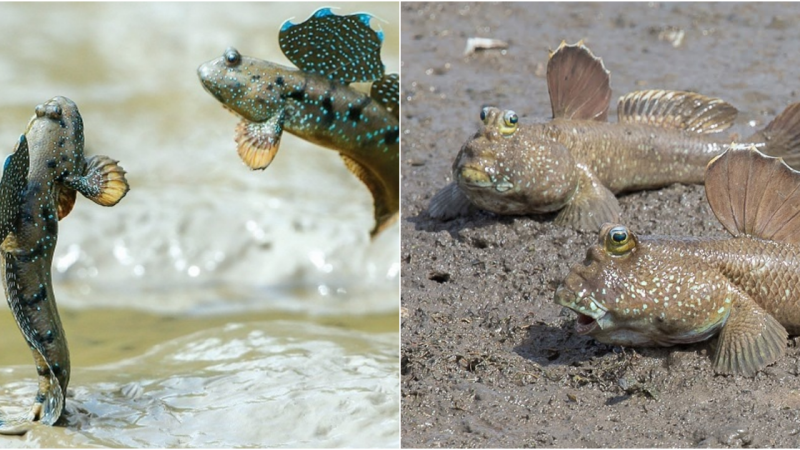 Periophthalmodon schlosseri – The Fascinating Mudskipper