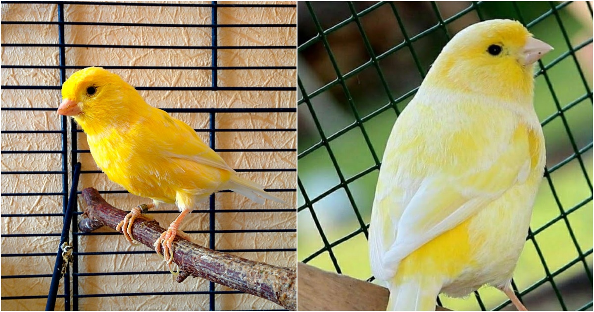 The Enchanting World of Canary Birds: Beauty, Melody, and Pet Delight
