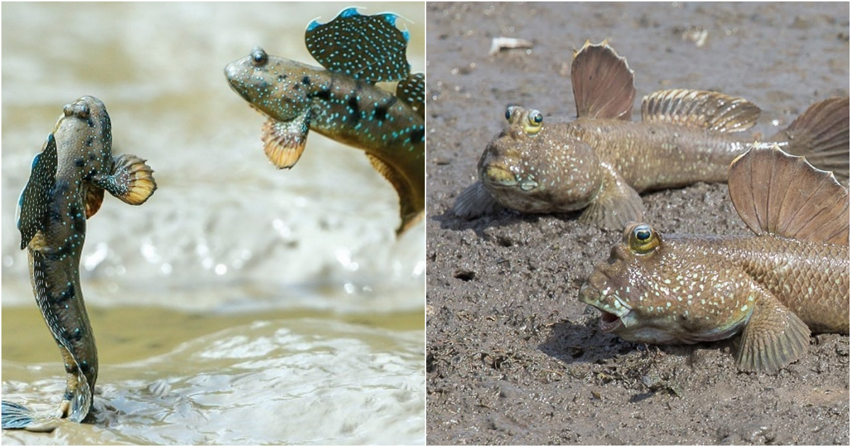 Periophthalmodon schlosseri – The Fascinating Mudskipper