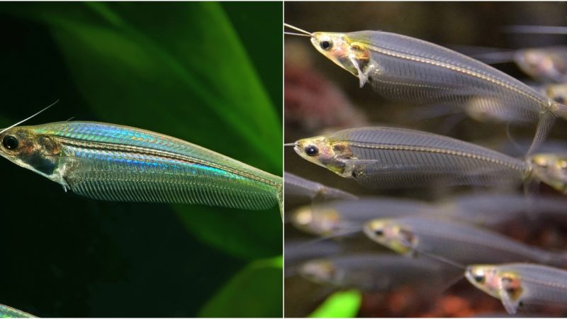 Ghost Glass Catfish (Kryptopterus bicirrhis): A Mystical Aquarium Delight