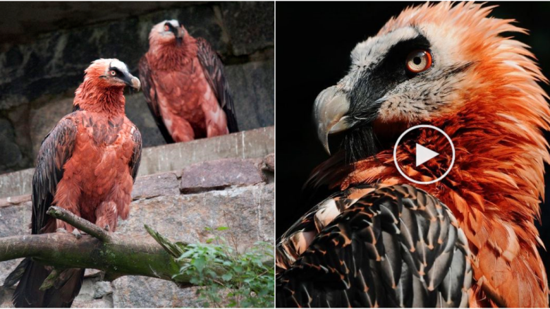 The Bearded Vulture: Nature’s Unique Bone Connoisseur