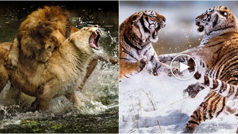 Intense Battles: Up Close with Life-or-Death Struggles in the Animal Kingdom