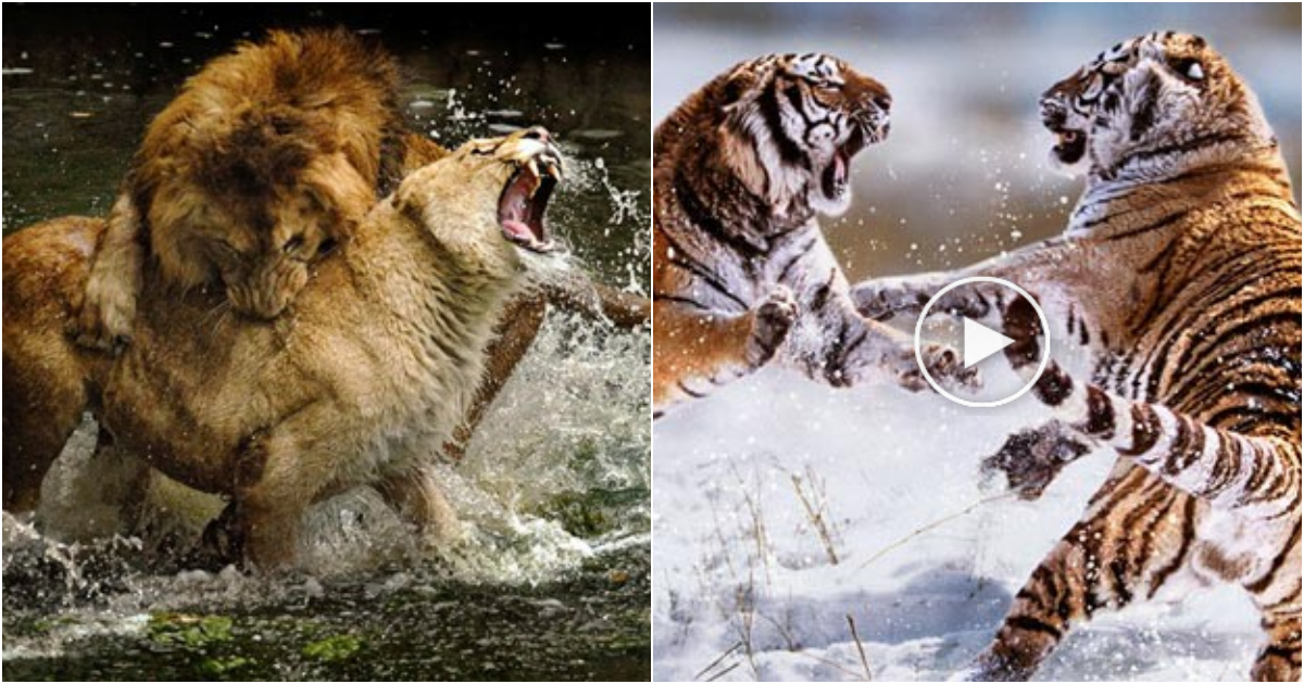 Intense Battles: Up Close with Life-or-Death Struggles in the Animal Kingdom