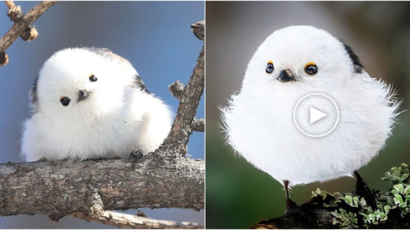 The Charming Long-tailed Tit: A Tiny Bird with a Big Personality