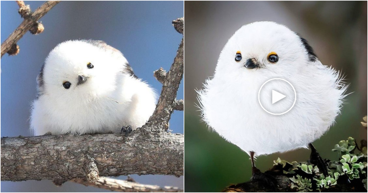 The Charming Long-tailed Tit: A Tiny Bird with a Big Personality