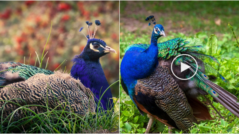 The Magnificent Peacock: Unparalleled Elegance in Vibrant Hues