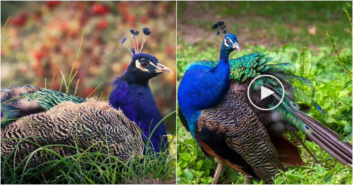 The Magnificent Peacock: Unparalleled Elegance in Vibrant Hues