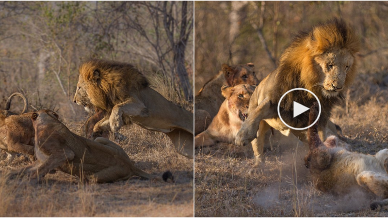 Fierce Lion Battle for Food in the Wild