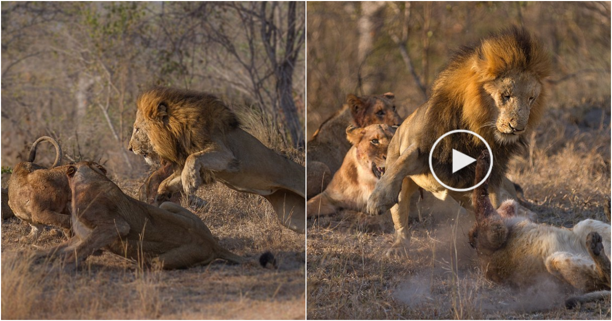 Fierce Lion Battle for Food in the Wild