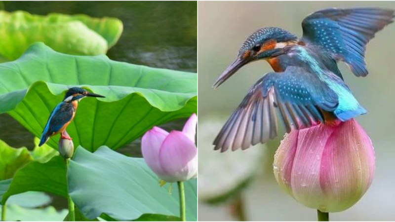 A Symphony of Colors: The Enchanting Tale of the Common Kingfisher and the Lotus