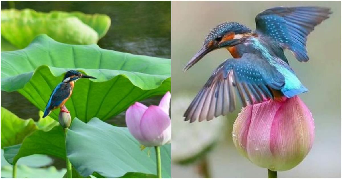 A Symphony of Colors: The Enchanting Tale of the Common Kingfisher and the Lotus