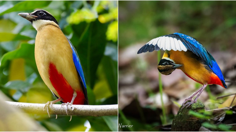 The Enigmatic Beauty of the Blue-Winged Pitta: A Rainbow of Colors Unveiled