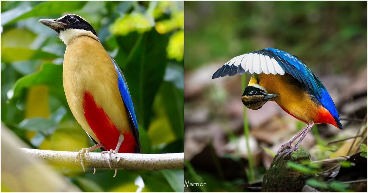 The Enigmatic Beauty of the Blue-Winged Pitta: A Rainbow of Colors Unveiled