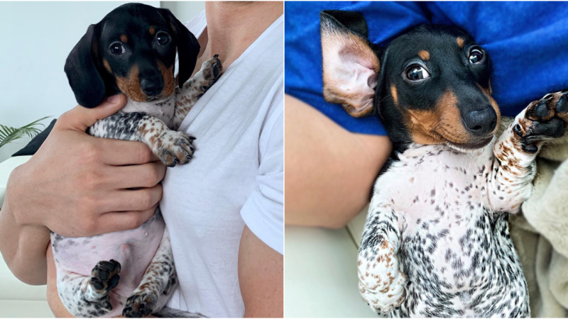 Introducing Moo: The Adorable Dachshund with a Cow-Like Twist!