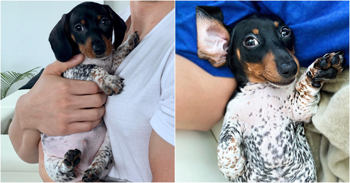 Introducing Moo: The Adorable Dachshund with a Cow-Like Twist!