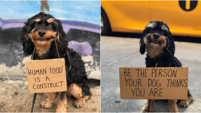 “Meet Baboy: The Adorable Canine Activist with Brilliant Protest Signs!”