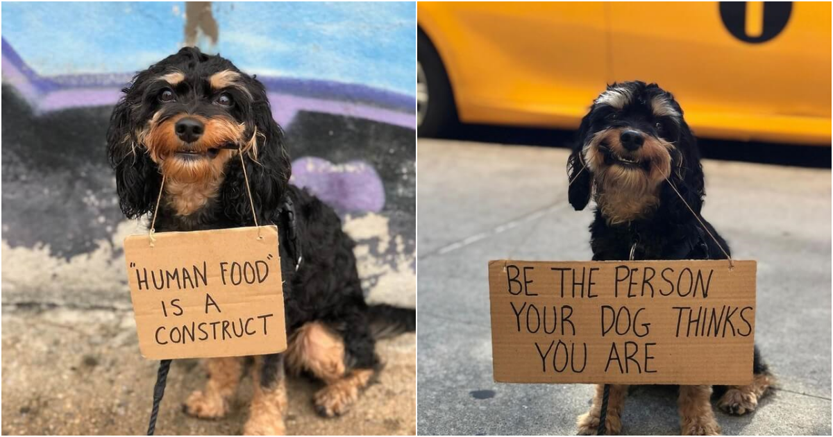 “Meet Baboy: The Adorable Canine Activist with Brilliant Protest Signs!”