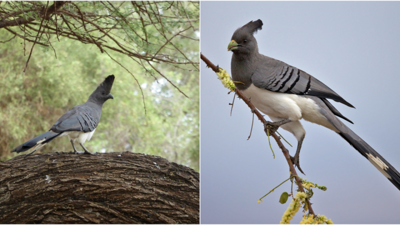 Unveiling the Enigmatic White-Bellied Go-Away-Bird: A Gem of the African Savanna