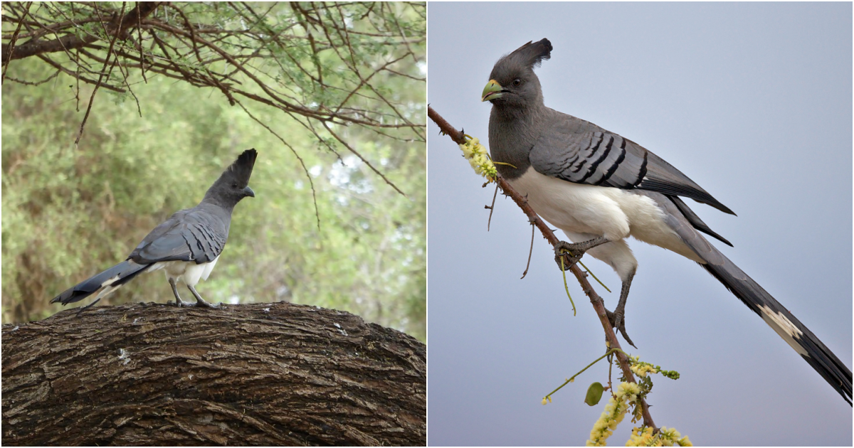 Unveiling the Enigmatic White-Bellied Go-Away-Bird: A Gem of the African Savanna