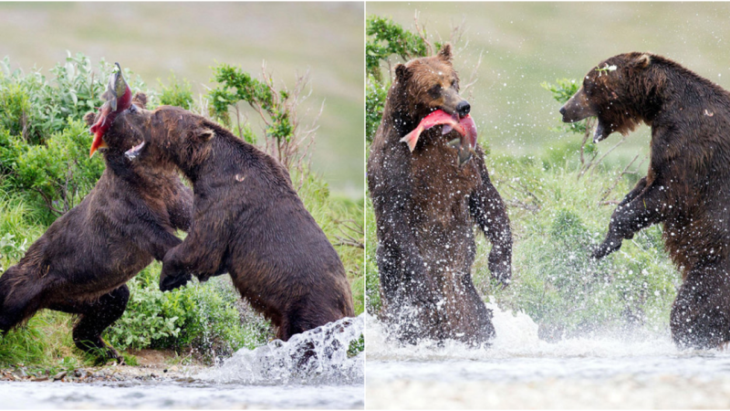 Intense Encounter: Gray Bears Engage in Fierce Battle over Fresh Catch