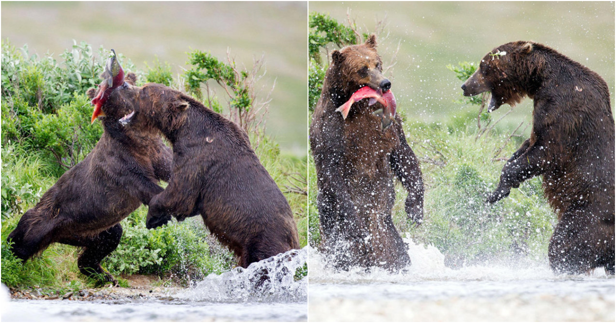 Intense Encounter: Gray Bears Engage in Fierce Battle over Fresh Catch