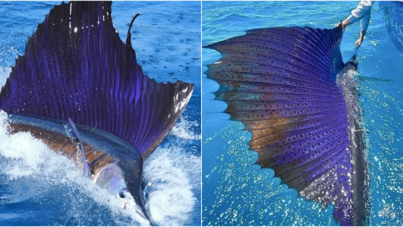 Sailfish: Guardians of the Ocean’s Speed and Grace