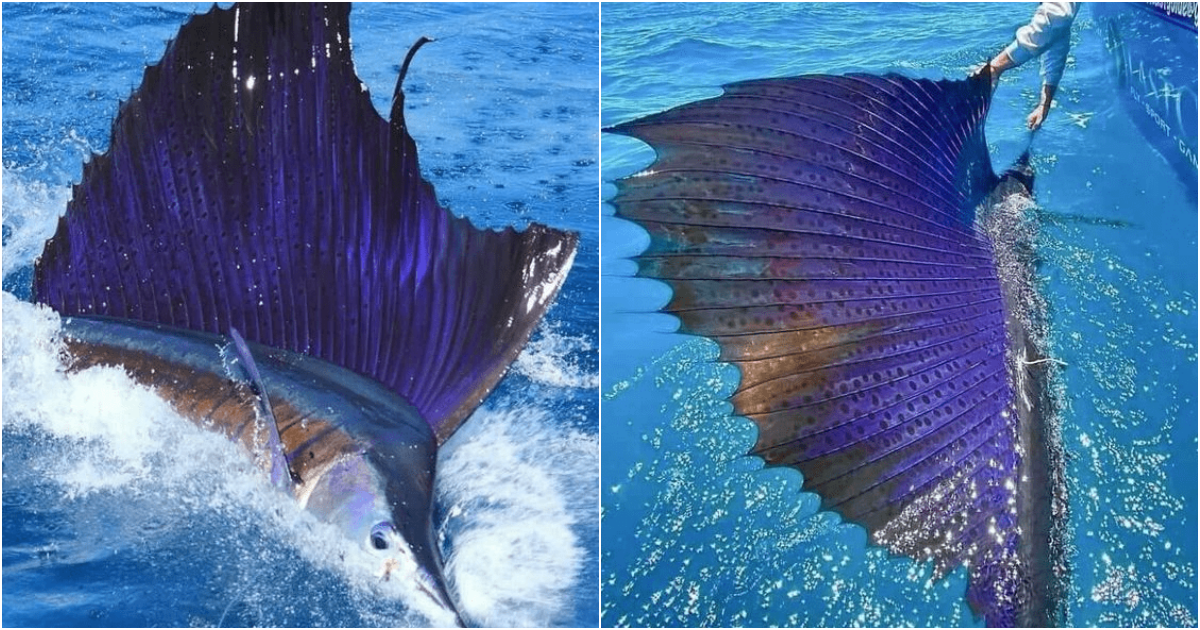 Sailfish: Guardians of the Ocean’s Speed and Grace