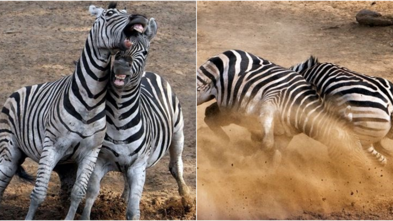 The Intense 4-hour Battle for Dominance: A Wild Zebra Stallion Showdown!