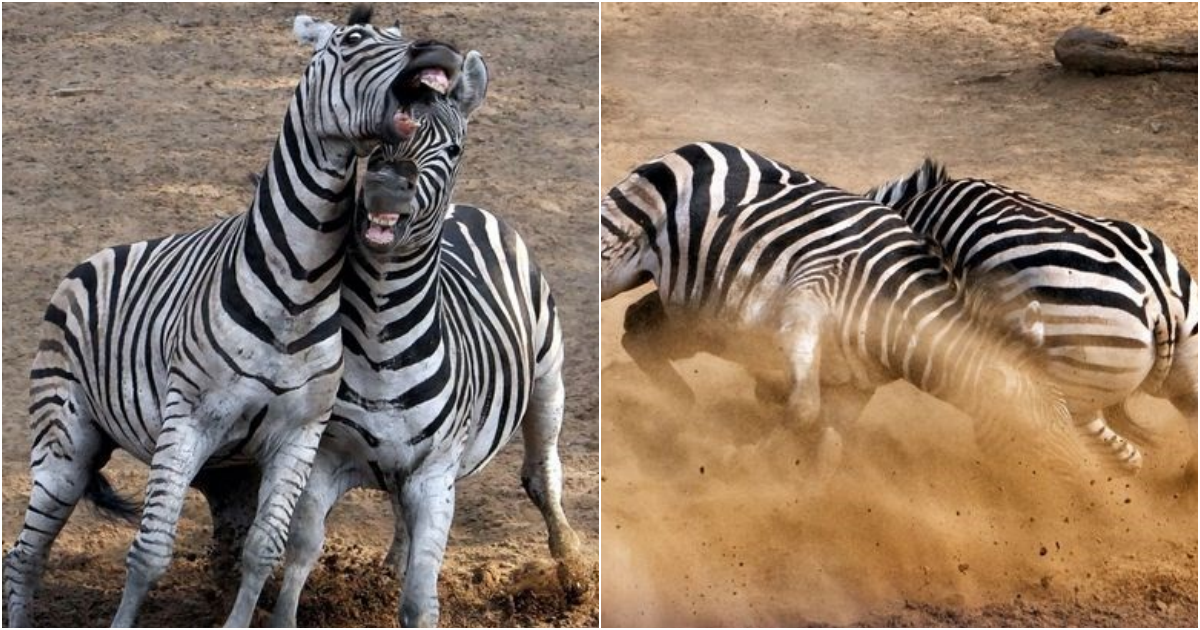 The Intense 4-hour Battle for Dominance: A Wild Zebra Stallion Showdown!